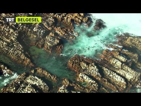 Süper Dev Hayvanlar - Fragman - TRT Belgesel