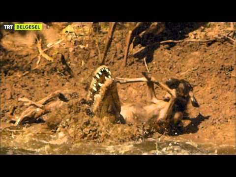 Süper Dev Hayvanlar - Fragman - TRT Belgesel