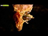 Afrika'nın Katil Arıları - Fragman - TRT Belgesel