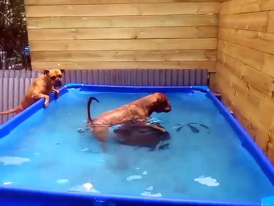Les deux chiens voient ça dans leau 2 minutes plus tard ils surprennent tout le monde!