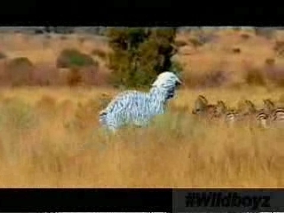 Disfarçados de zebra