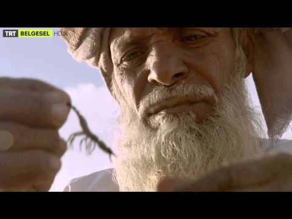 Arabistan'ın Vahşi Doğası - Fragman - TRT Belgesel