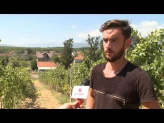 Vreshtaria e familjes Frrokaj në Planqor - Lajme