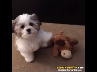 Pizzayı Görünce Birden Kolpa Yapan Köpek