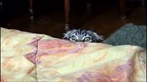 OMG- Cats on Youtube _ Funny Cats - New Funny Cats Video - Funny Animals - Funny Videos