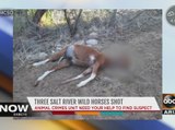 Maricopa County investigating after 3 wild Salt River horses shot