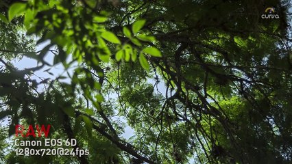 Canon 6D RAW vs h264 vs Panasonic GH4