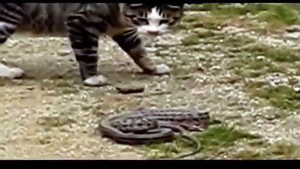 Top funny cats   animals   cat vs snake   funny videos 2016