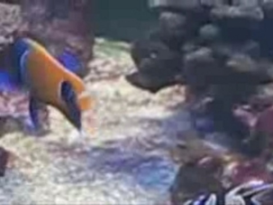 Dotsoundz bac récifal 630 Litres