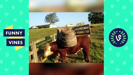 Best Funny Animal Vines Compilation - Funny Vines 2016