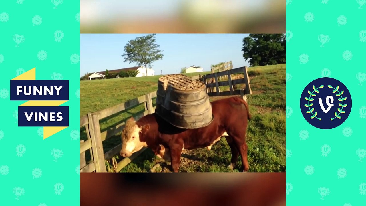Best Funny Animal Vines Compilation - Funny Vines 2016