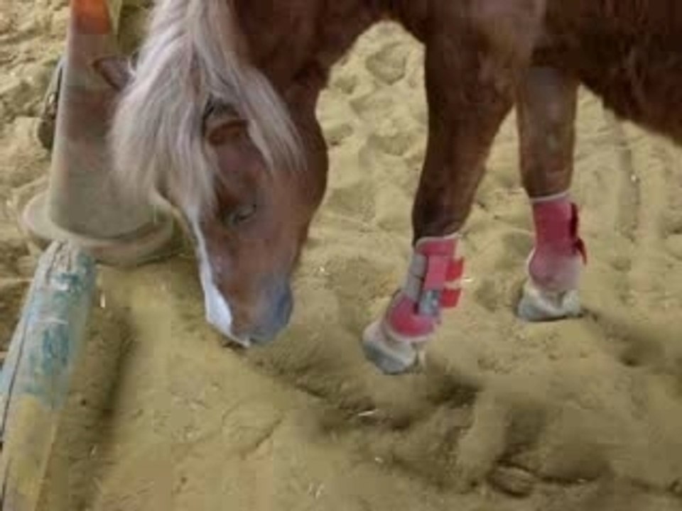 Les poneys font du sport xD