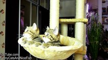 Funny Cats watching Women s tennis   Too Cute Kittens