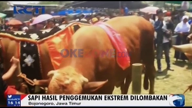 Sapi Berbobot 1,6 Ton Juarai Kontes Sapi Gemuk