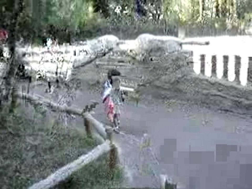 l'attaque de l'autruche