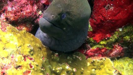 Open Water Scuba Diving