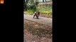 Croiser un Koala portant son bébé sur un trottoir en Australie... Normal !