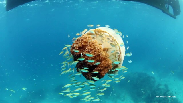 Une méduse géante sert d'abris à des petits poissons! Incroyable...
