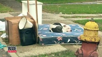 L'incroyable sauvetage d'un pitbull abandonné par sa famille