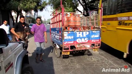 Street dog's amazing recovery from enormous wound (video contains graphic footage of the wound)