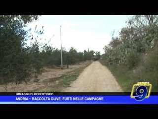 Andria |  Raccolta olive, furti nelle campagne