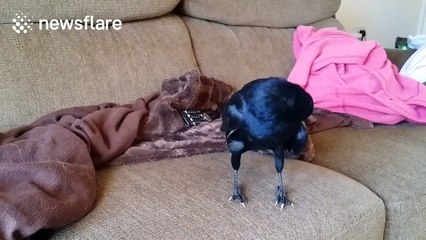 'Cheeky' rook 'steals' money from owner