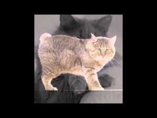 rasse de chat cat races انواع القطط