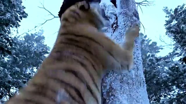 The Taking Of Tiger Mountain-The Best Tiger Scene