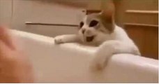 Il gatto pensa che la sua padrona stia affogando nella vasca da bagno