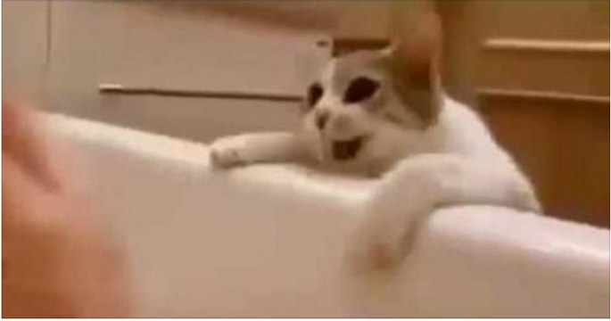 Il gatto pensa che la sua padrona stia affogando nella vasca da bagno