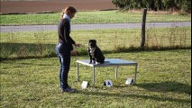 Loki à l'agility avec sa maîtresse