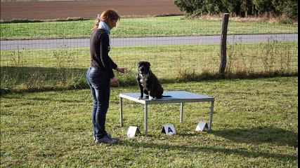 Loki à l'agility avec sa maîtresse