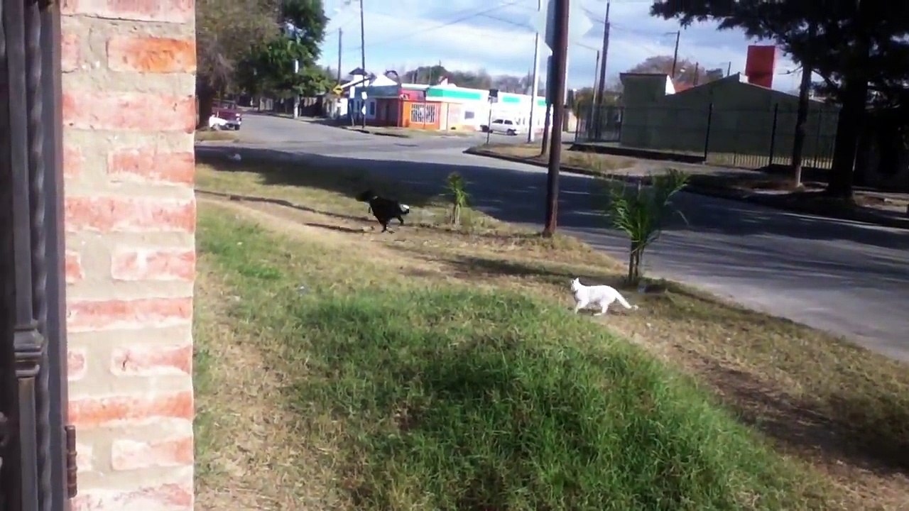 These Cats Are Amazing.. Dabang Cats.