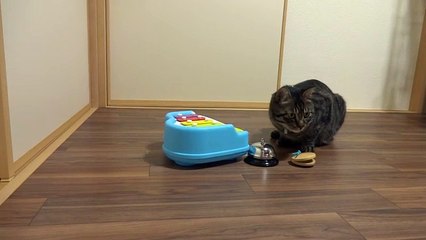 Quando Lei Inizia A Cantare Il Gatto Entra In Scena: Guardatelo Alle Prese Con Questi Strumenti!