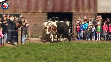 La joie d'un troupeau de vaches libérées après 6 mois enfermés.