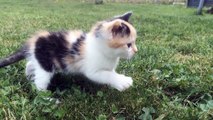 Tiger Funnies Kitten waving with its paw