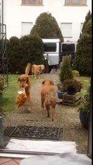 The most useful dog world