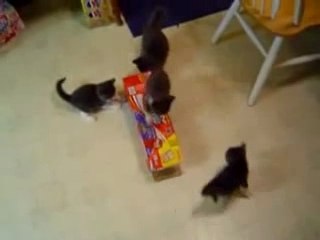 Chatons vs boite Coca