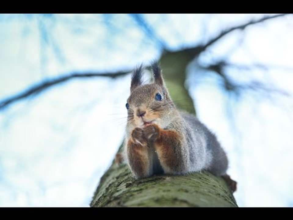 Những khoảnh khắc rất con người của động vật hoang dã | Việt Vivu |