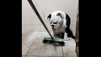 Rebellious bulldog refuses to move for broom
