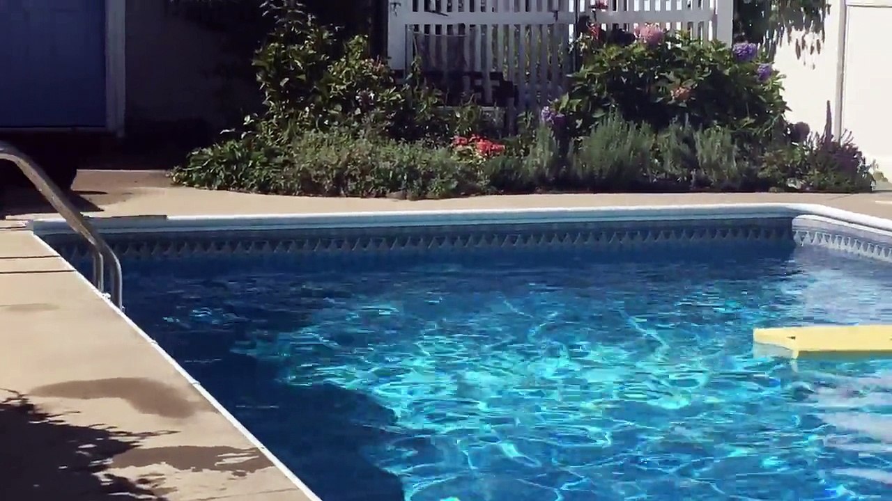 Dog balances on bodyboard to fetch ball in pool