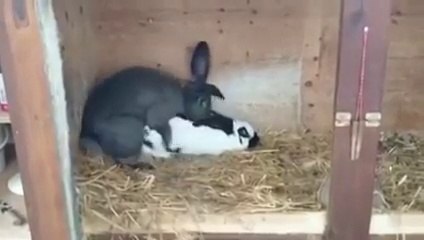 Un lapin meurt d'une crise cardiaque