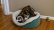 English Bulldog Puppy Archie So Cute Making His Bed