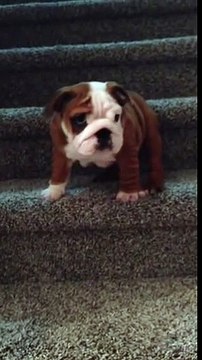 English Bulldog puppy conquers the stairs