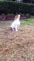 English Bulldog puppy s reaction to seeing rain for the very first time