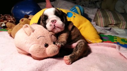 English Bulldog puppy snoring!