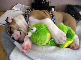English Bulldog Sleeping On My Desk @ Work