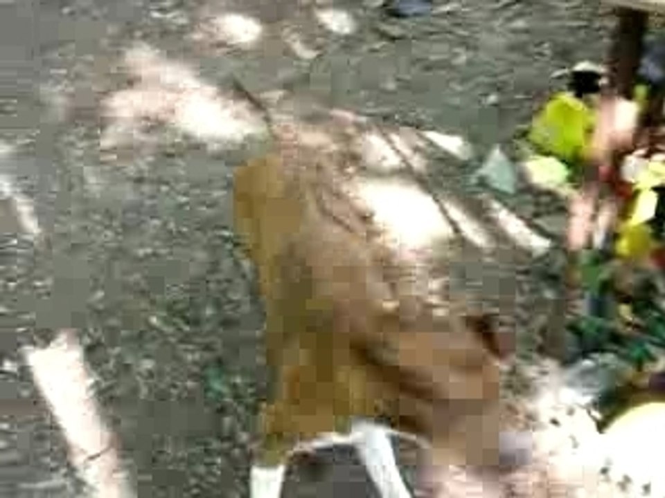 chien joue avec la camera