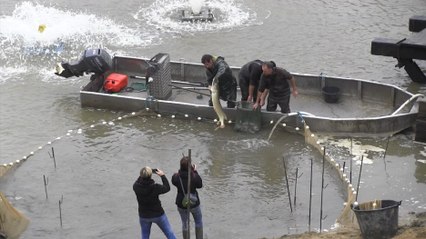 FLASH INFO - 25-10-2016 - Pêche miraculeuse au lac de Saint-Ferréol