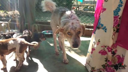 Puppies help injured dog Tony heal
